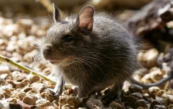 10 Datos interesantes sobre las ratas