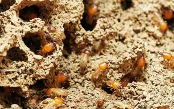 ¿Por qué algunas hormigas tienen alas?