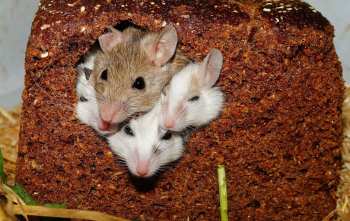 5 señales de que hay ratones o ratas en su casa