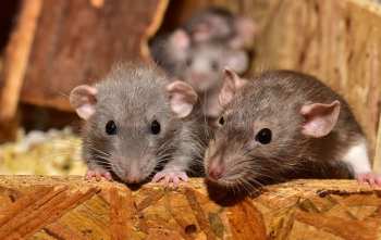 10 cosas que hará una rata o un ratón en su casa