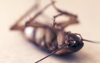 ¿Cuándo usar una bomba insecticida para eliminar cucarachas?
