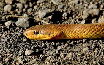 7 consejos sobre cómo mantener alejadas a las serpientes