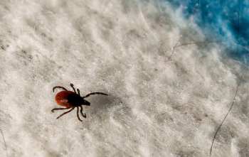 Infestaciones de garrapatas en la cama