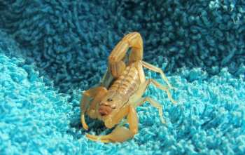 ¿Cuál es el mejor repelente de escorpiones? Cómo mantenerlos alejados