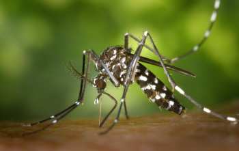 8 señales que indican una infestación de mosquitos