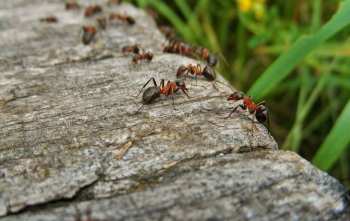Los problemas causados por las infestaciones de hormigas y cómo prevenirlos