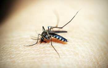 ¿Qué olor es desagradable para el mosquito?