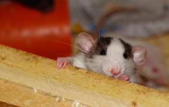 8 pasos para mantener a las ratas fuera de su casa