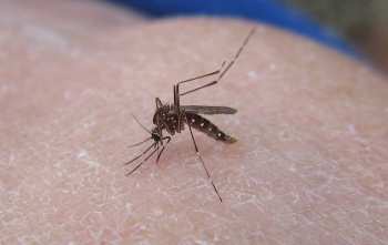 Cómo deshacerse de los mosquitos dentro de la casa