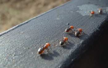6 Consejos para Eliminar y Prevenir las Infestaciones de Hormigas en la Casa