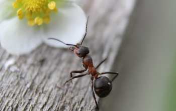 5 Señales de una Infestación de Hormigas