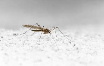 6 plantas y animales que reducen los mosquitos