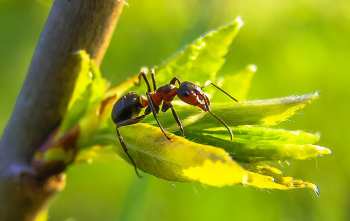 Cómo eliminar las hormigas en su casa
