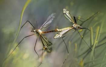 Depredadores de Mosquitos: ¿Qué se alimenta de mosquitos?