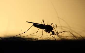 Cómo eliminar los mosquitos en su jardín: mantenimiento y servicios profesionales