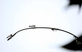¿Cuál es la diferencia entre hormigas y termitas?