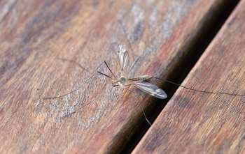 9 formas de mantener los mosquitos alejados