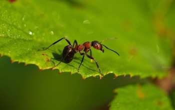 Cómo eliminar las hormigas arrieras: Una guía completa