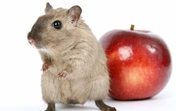 Como diferenciar una rata de un ratón