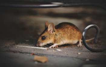 10 cosas que asustan a los ratones