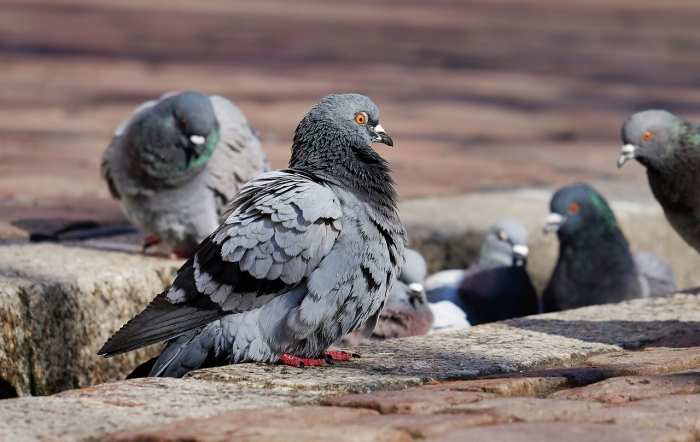 Como mantener a las aves alejadas de su hogar