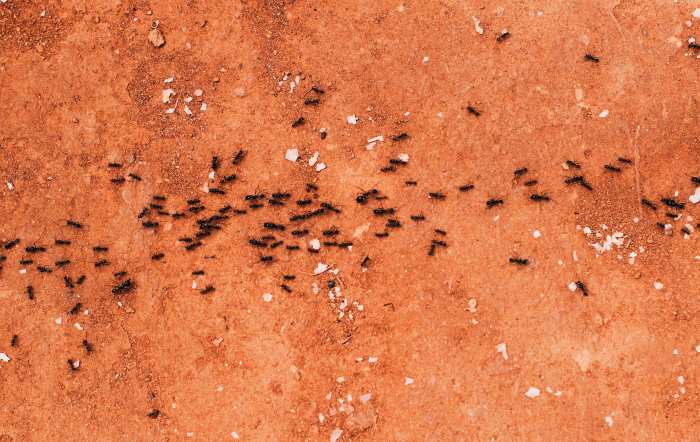 7 Consejos para eliminar a las hormigas