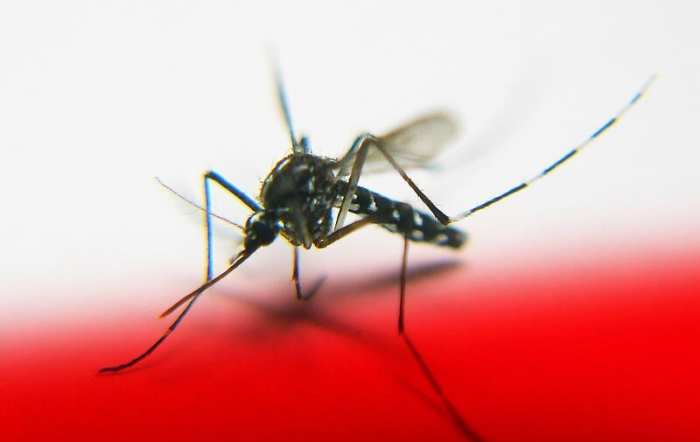 Los mejores repelentes naturales de mosquitos para su hogar