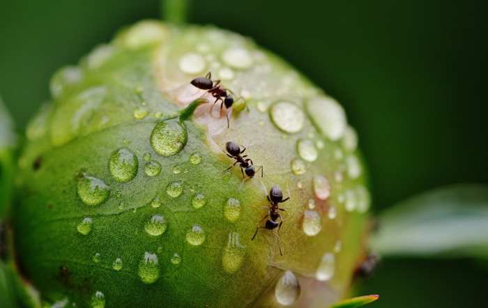 10 datos interesantes sobre las hormigas