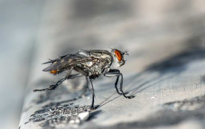 10 interesantes datos sobre la mosca doméstica