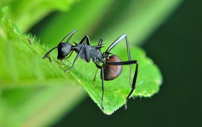 Cómo deshacerse de las hormigas carpinteras