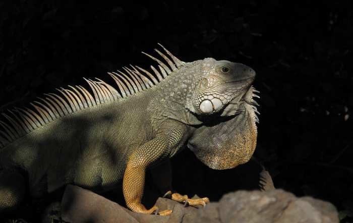 Cómo deshacerse de las iguanas sin lastimarlas