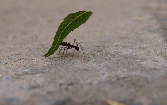 Cómo eliminar hormigas arrieras