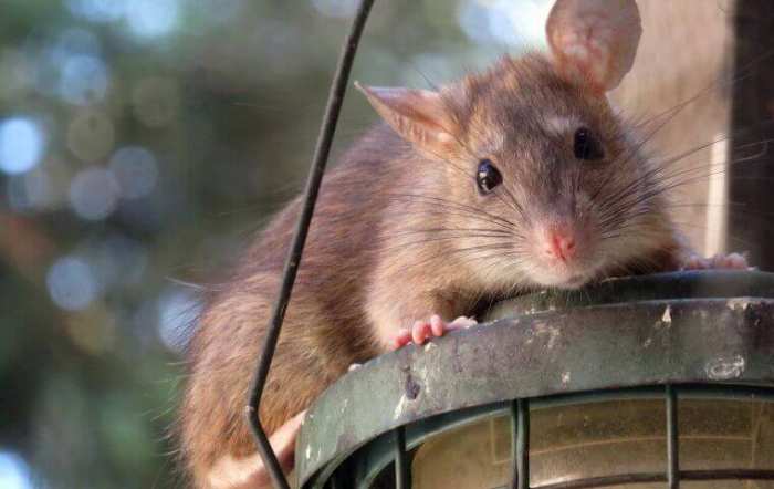 Eliminar ratas con bicarbonato de sodio