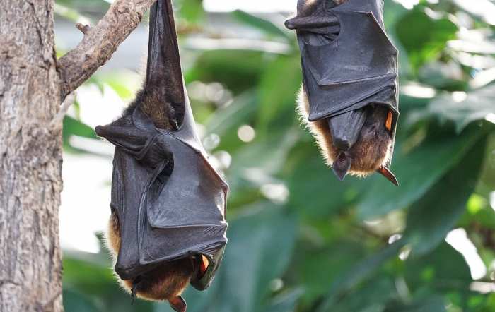 Cómo mantener alejados a los murciélagos y deshacerse de ellos