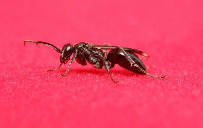 Objetor Juicio Inicialmente Son Peligrosas las Hormigas con Alas? | Kliner Panamá