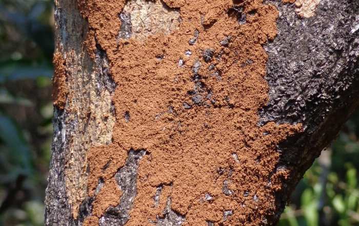 Lista de verificación para la prevención de termitas