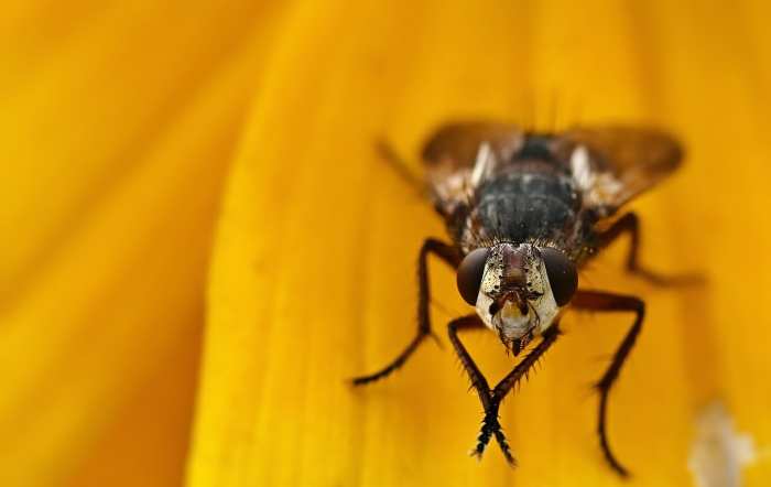 Mosca Doméstica en Panamá