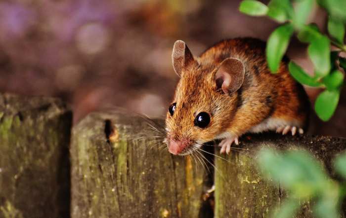 Cómo deshacerse de las ratas en el jardín