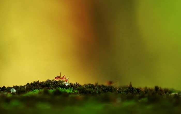 ¿Pueden las Hormigas Azucareras hacer daños a su hogar?
