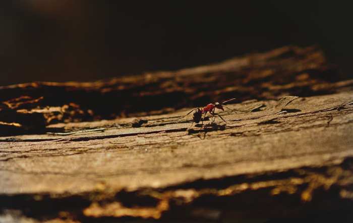 Nidos de hormigas: Cómo se ven los nidos de hormigas