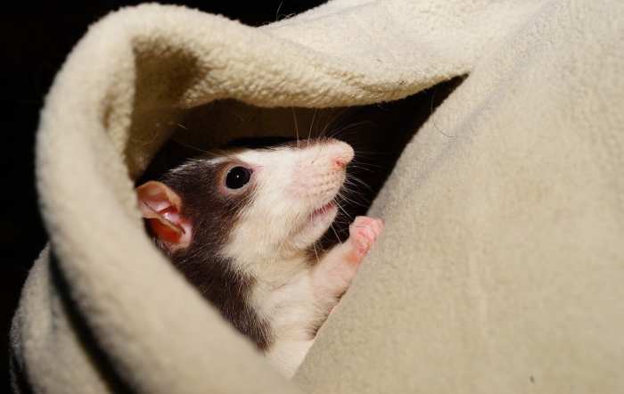 ¿Dónde se esconden las ratas durante el día?