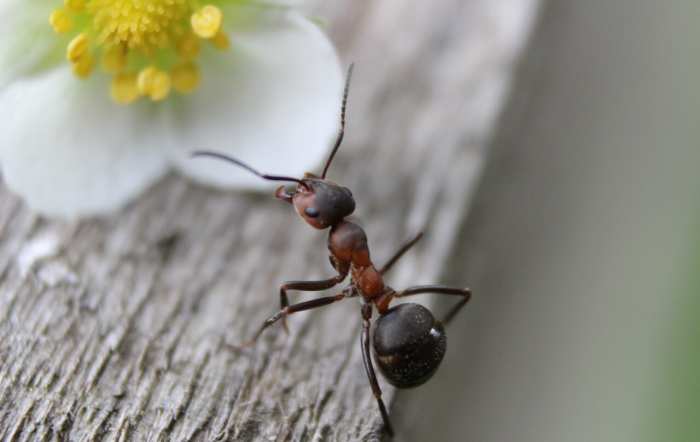 ¿A qué hora del día están más activas las hormigas?