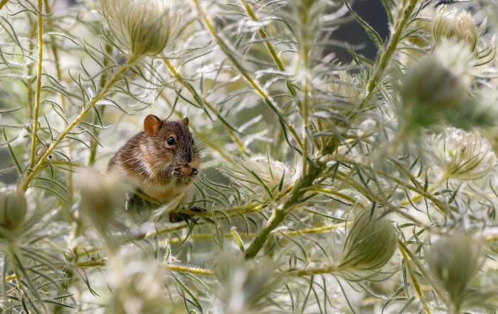 8 lugares en donde pueden esconderse  las ratas